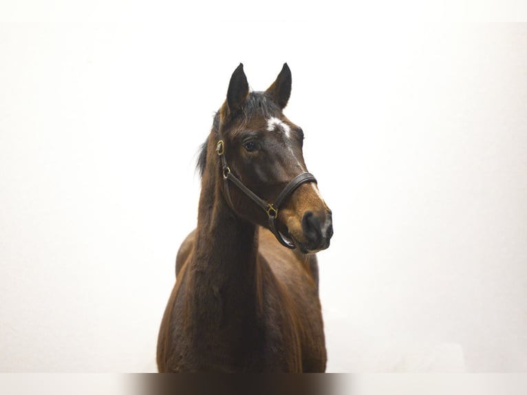 KWPN Hengst 3 Jahre 162 cm Brauner in Waddinxveen