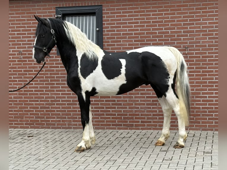 KWPN Hengst 3 Jahre 162 cm Schecke in Zieuwent