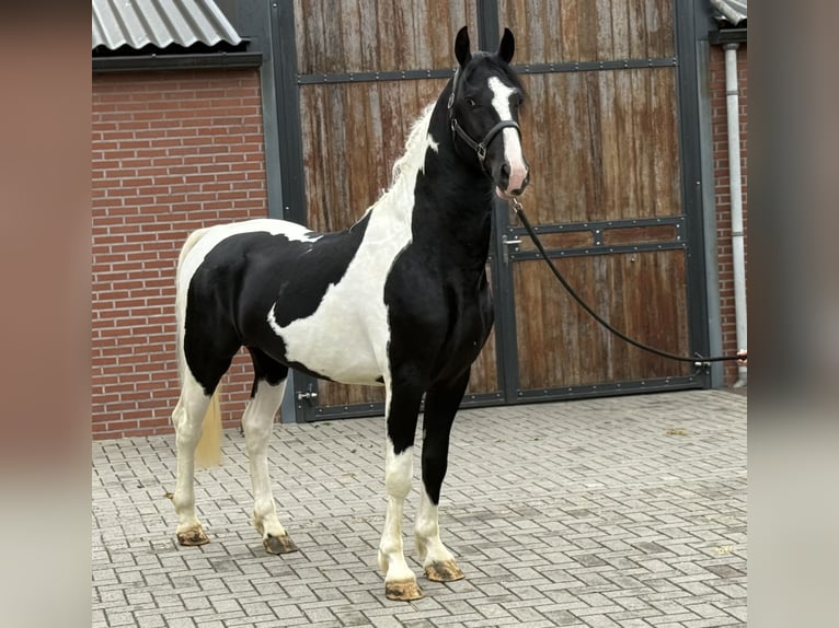 KWPN Hengst 3 Jahre 162 cm Schecke in Zieuwent