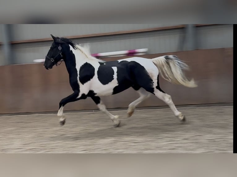 KWPN Hengst 3 Jahre 162 cm Schecke in Zieuwent