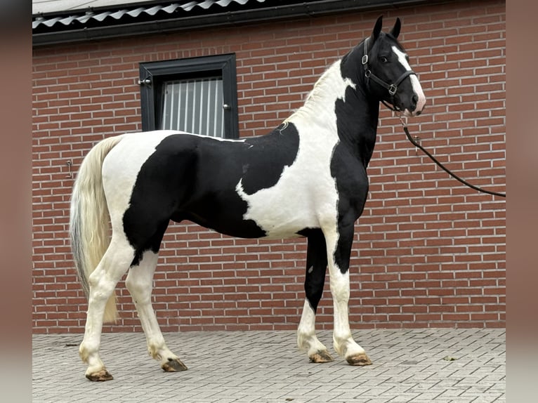 KWPN Hengst 3 Jahre 162 cm Schecke in Zieuwent