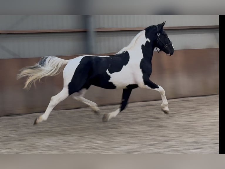 KWPN Hengst 3 Jahre 162 cm Schecke in Zieuwent