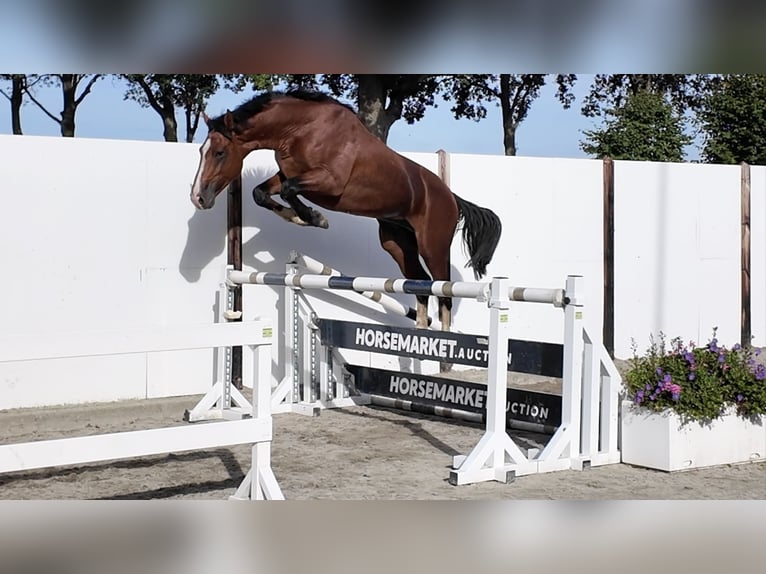 KWPN Hengst 3 Jahre 164 cm Brauner in Waddinxveen