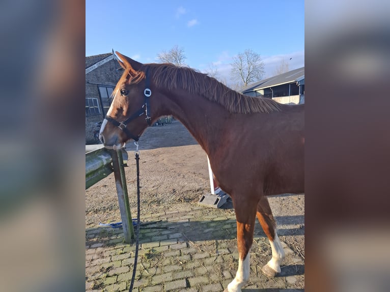 KWPN Hengst 3 Jahre 164 cm Fuchs in Wâlterswâld
