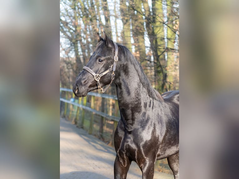 KWPN Hengst 3 Jahre 164 cm Rappe in Oosterhout