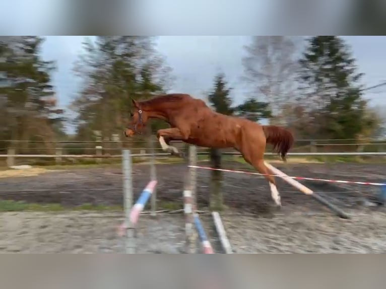 KWPN Hengst 3 Jahre 165 cm Blauschimmel in Beilen