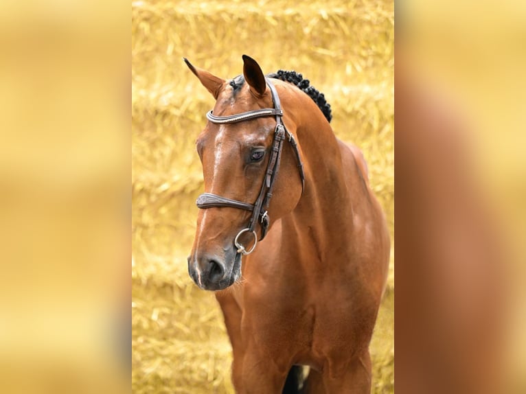 KWPN Hengst 3 Jahre 165 cm Brauner in Bladel