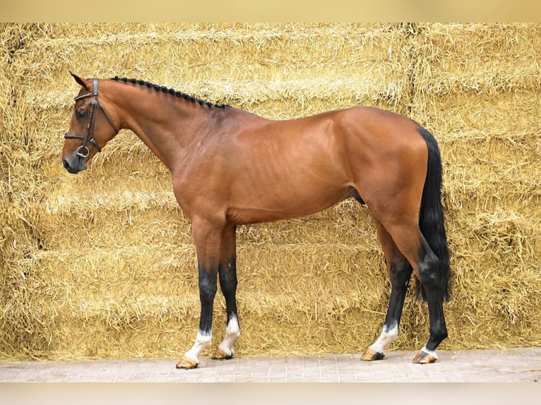 KWPN Hengst 3 Jahre 165 cm Brauner in Bladel