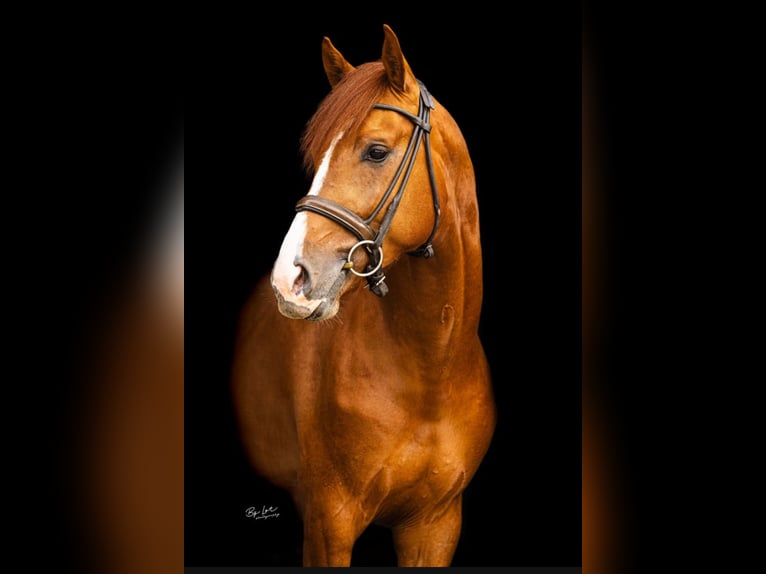 KWPN Hengst 3 Jahre 165 cm Dunkelfuchs in Hilvarenbeek