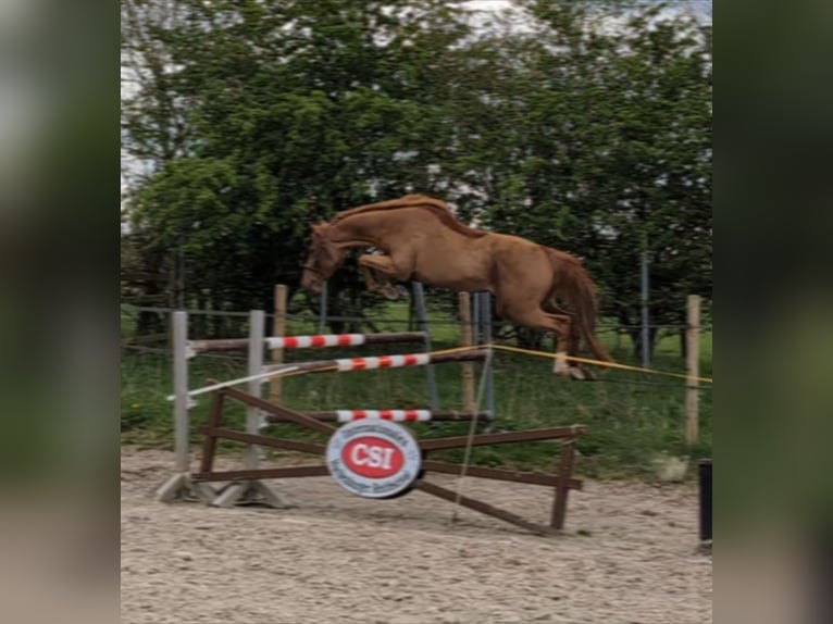 KWPN Hengst 3 Jahre 165 cm Fuchs in Kirchwald