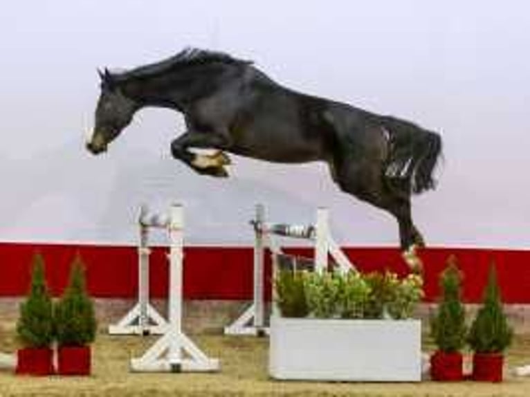 KWPN Hengst 3 Jahre 165 cm Schwarzbrauner in Waddinxveen