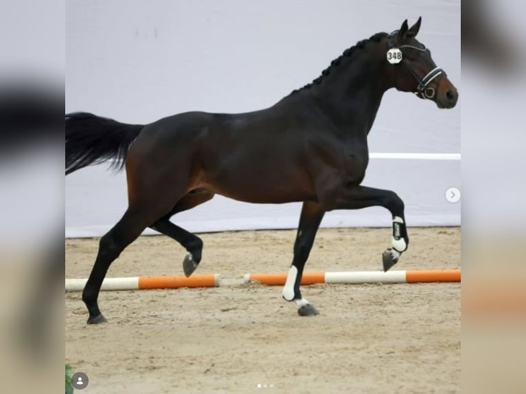 KWPN Hengst 3 Jahre 166 cm Dunkelbrauner in Lieren