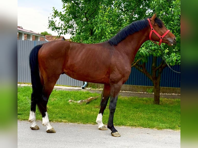 KWPN Hengst 3 Jahre 167 cm Brauner in B&#xE9;k&#xE9;scsaba