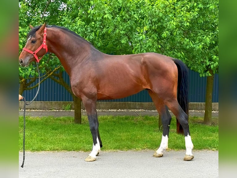 KWPN Hengst 3 Jahre 167 cm Brauner in B&#xE9;k&#xE9;scsaba
