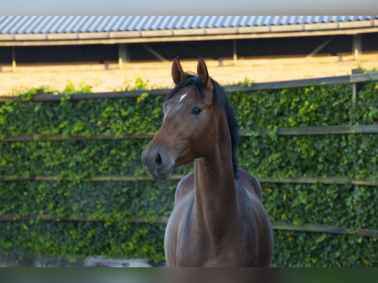 KWPN Hengst 3 Jahre 167 cm Brauner in Waddinxveen