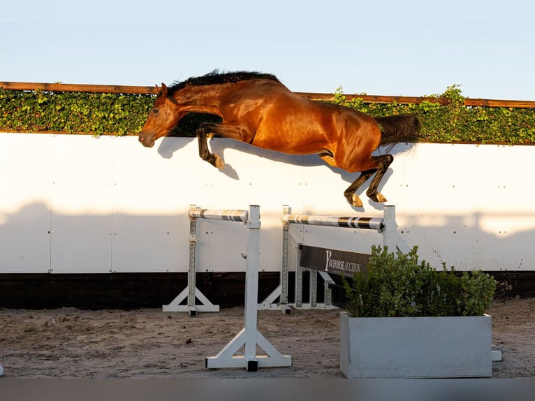 KWPN Hengst 3 Jahre 167 cm Brauner in Waddinxveen