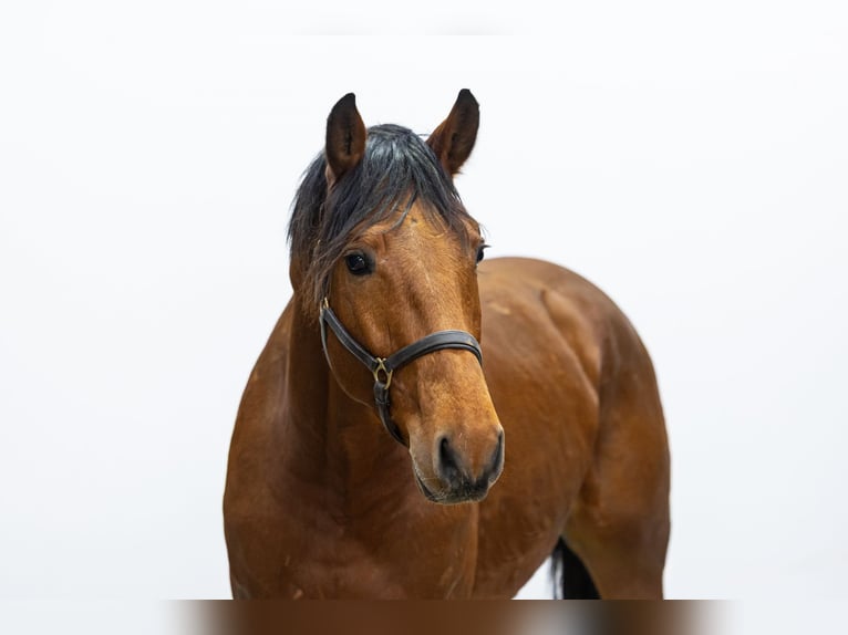 KWPN Hengst 3 Jahre 167 cm Brauner in Waddinxveen
