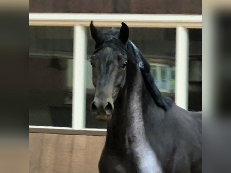 KWPN Hengst 3 Jahre 167 cm  in Dwingeloo
