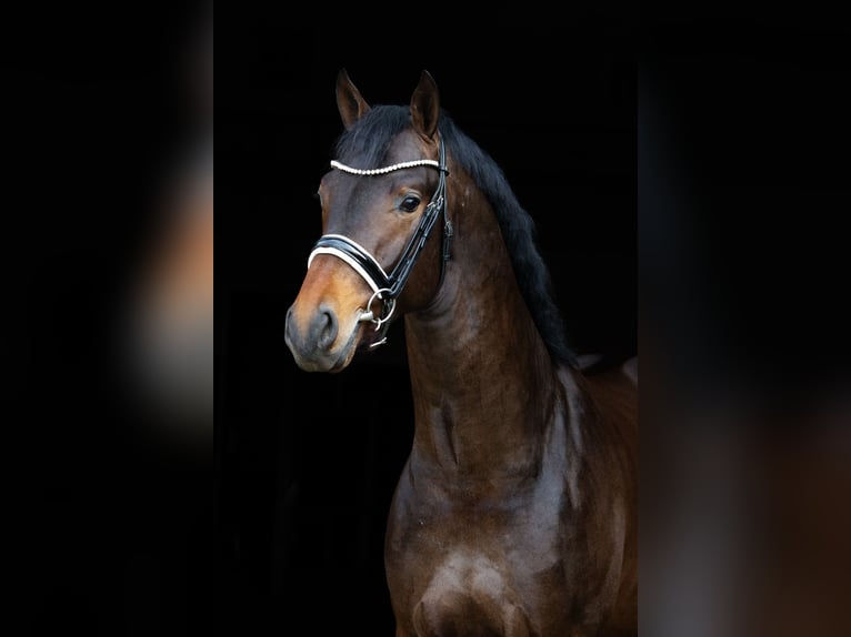 KWPN Hengst 3 Jahre 167 cm Dunkelbrauner in Emlichheim