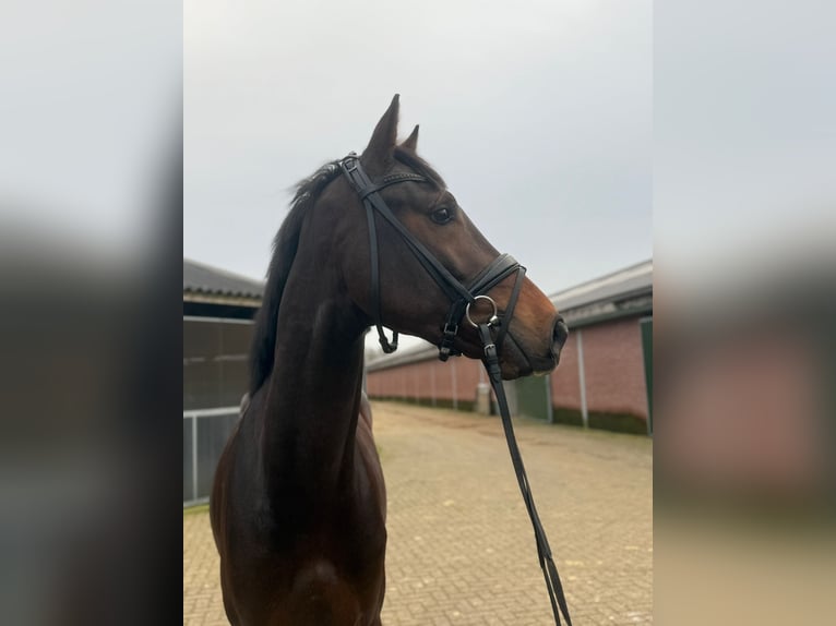 KWPN Hengst 3 Jahre 167 cm Dunkelbrauner in Steensel