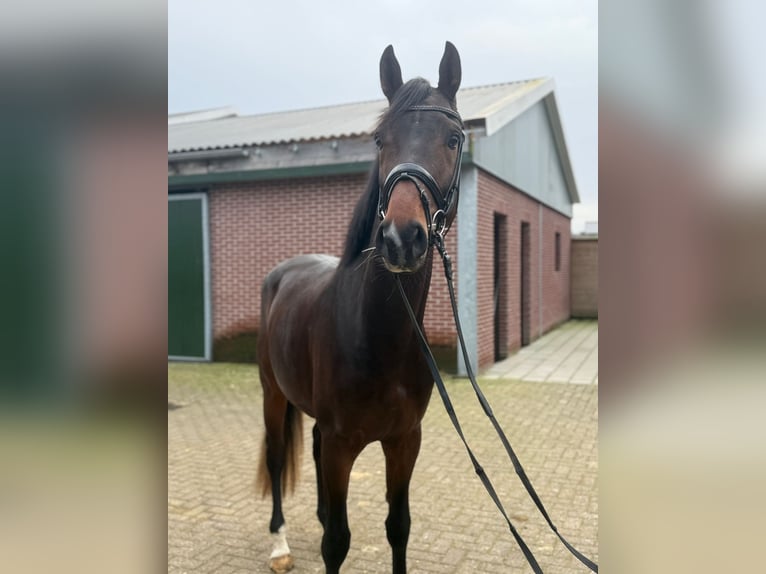 KWPN Hengst 3 Jahre 167 cm Dunkelbrauner in Steensel