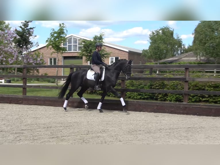 KWPN Hengst 3 Jahre 167 cm Rappe in Eibergen