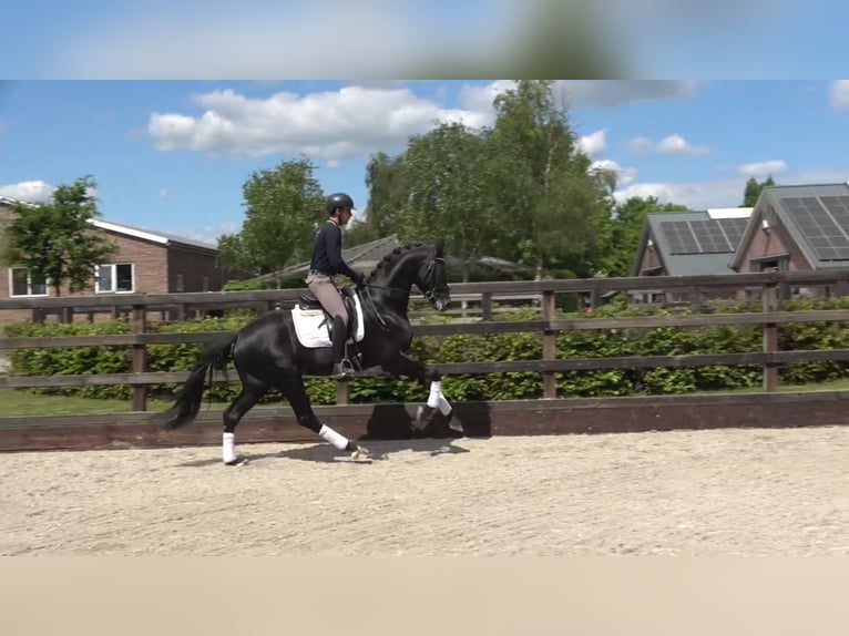 KWPN Hengst 3 Jahre 167 cm Rappe in Eibergen