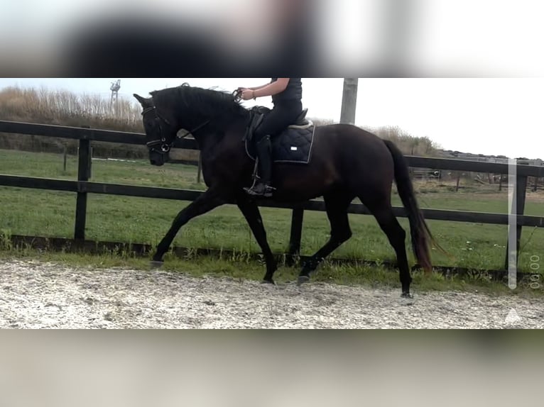KWPN Hengst 3 Jahre 167 cm Rappe in Wamel