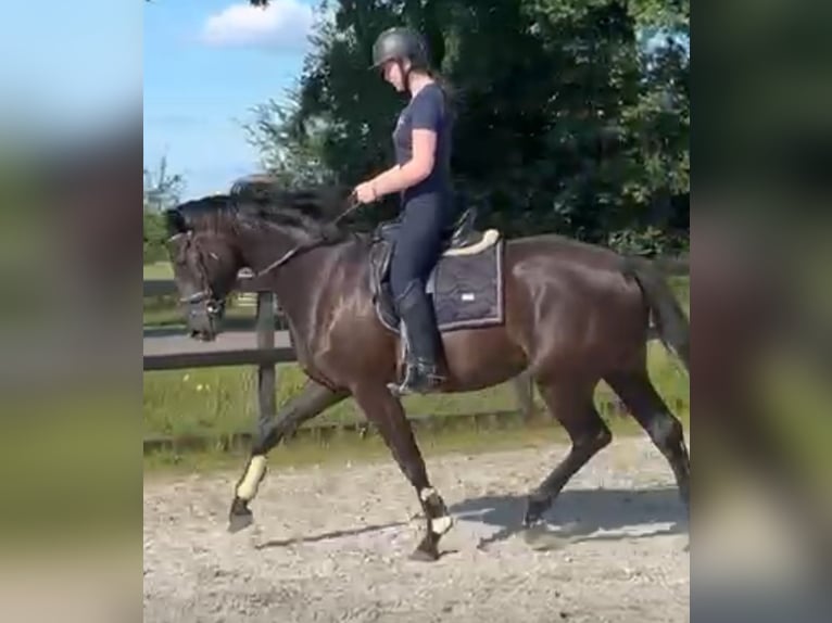 KWPN Hengst 3 Jahre 167 cm Rappe in Wamel