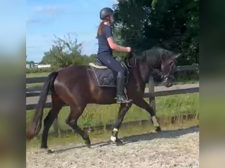 KWPN Hengst 3 Jahre 167 cm Rappe in Wamel