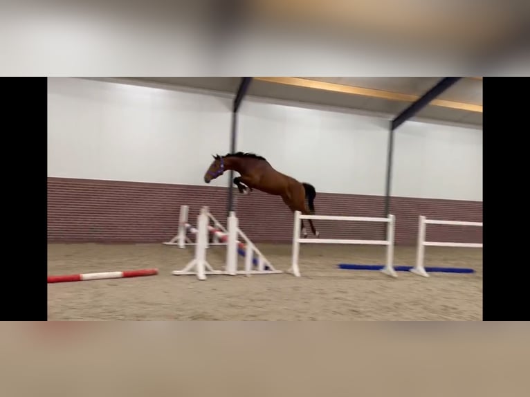 KWPN Hengst 3 Jahre 167 cm Rotbrauner in Lendava/Lendva