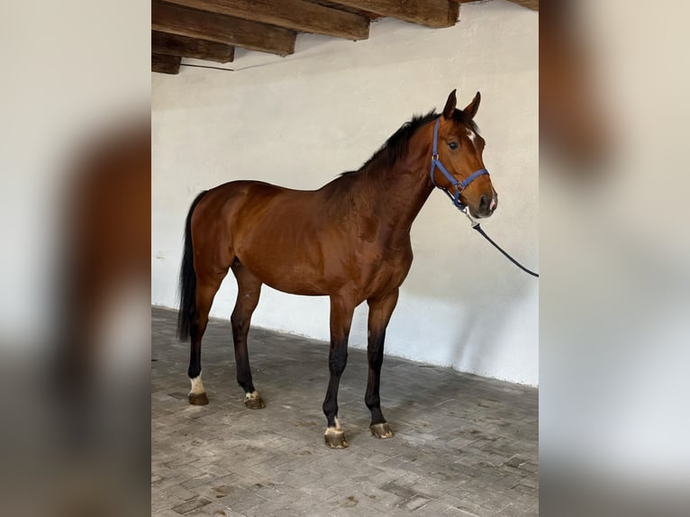 KWPN Hengst 3 Jahre 167 cm Rotbrauner in Lendava/Lendva