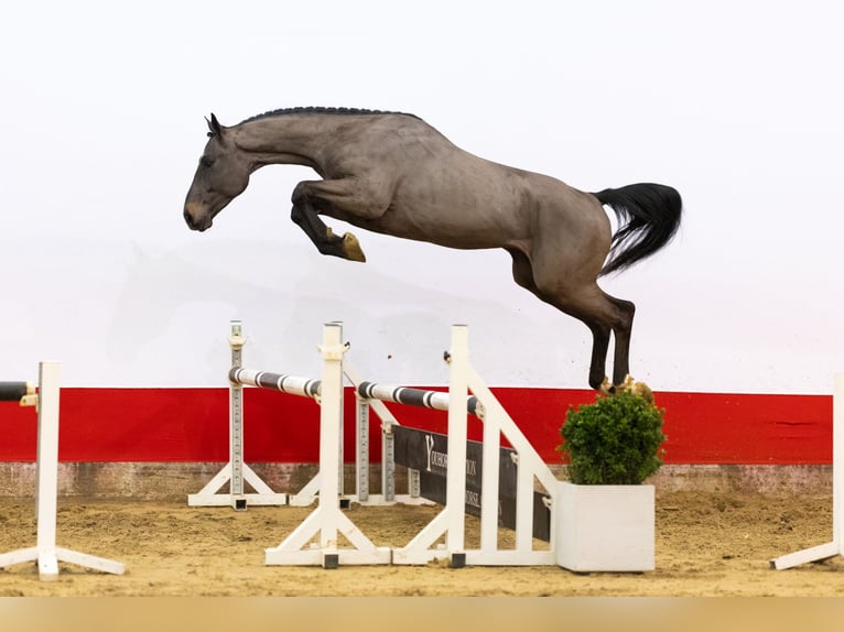 KWPN Hengst 3 Jahre 167 cm Schwarzbrauner in Waddinxveen