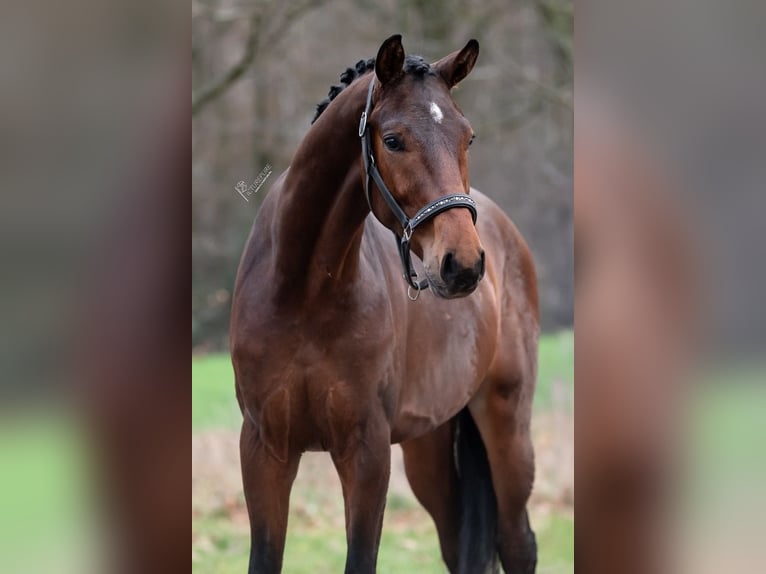 KWPN Hengst 3 Jahre 168 cm Brauner in Peer