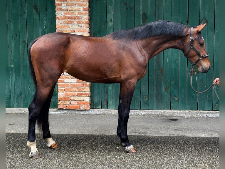 KWPN Hengst 3 Jahre 168 cm Brauner in Murska Soboda