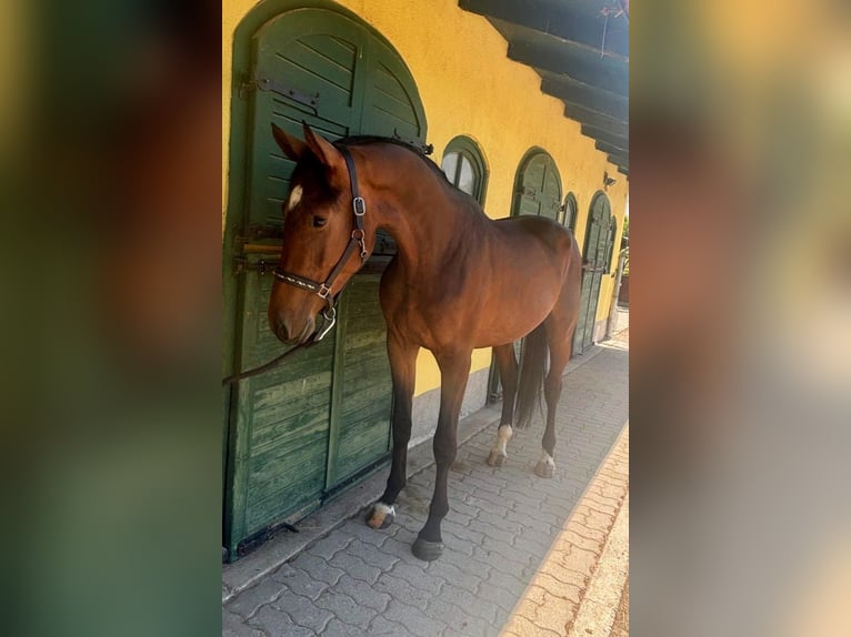 KWPN Hengst 3 Jahre 168 cm Brauner in Murska Soboda