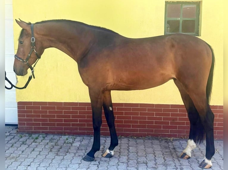 KWPN Hengst 3 Jahre 168 cm Brauner in Murska Soboda