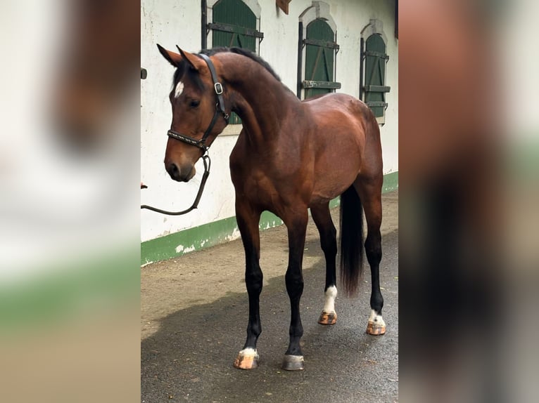 KWPN Hengst 3 Jahre 168 cm Brauner in Murska Soboda