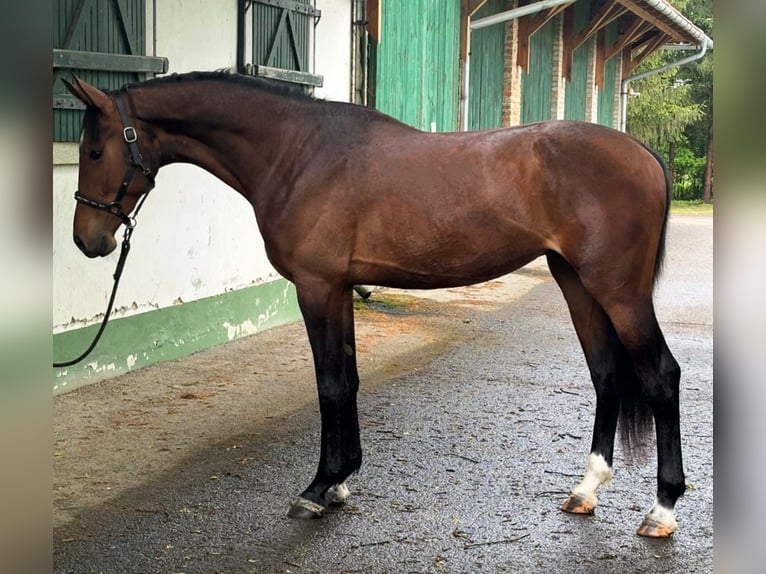 KWPN Hengst 3 Jahre 168 cm Brauner in Murska Soboda