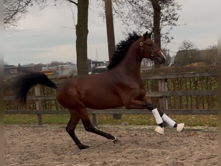 KWPN Hengst 3 Jahre 168 cm Dunkelbrauner in Moergestel