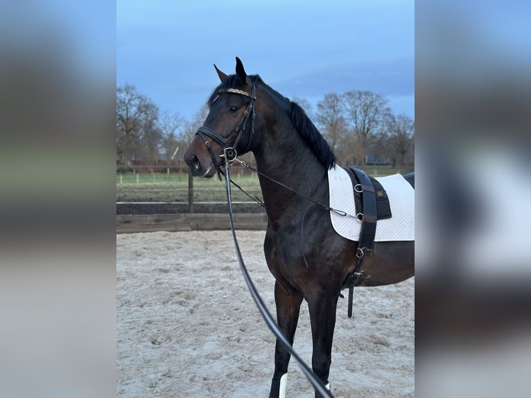 KWPN Hengst 3 Jahre 168 cm Dunkelbrauner in Nordhorn