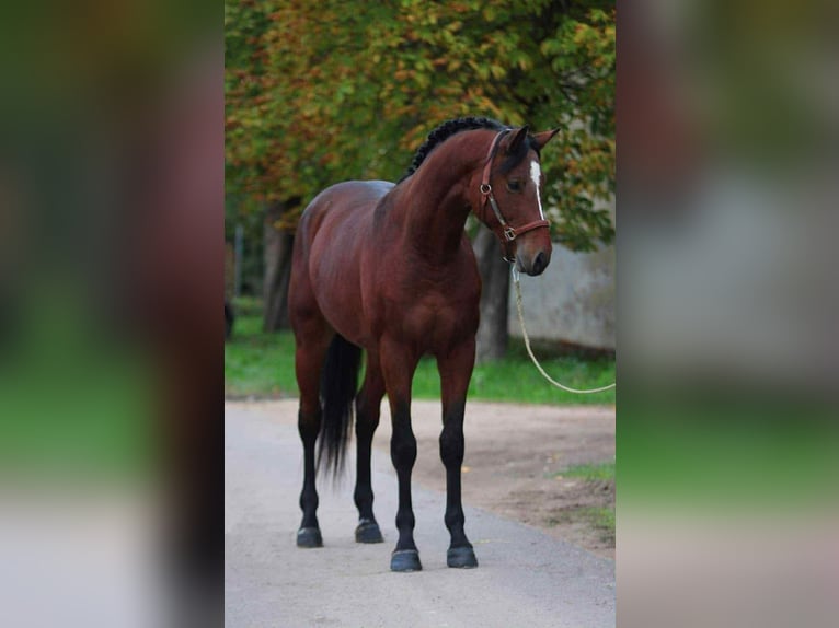 KWPN Hengst 3 Jahre 168 cm Dunkelbrauner in Kecskemet