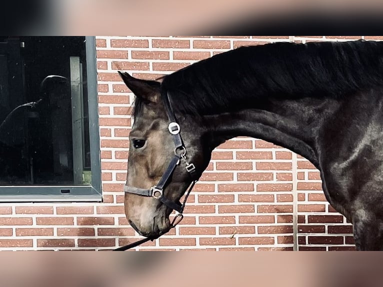 KWPN Hengst 3 Jahre 168 cm Dunkelbrauner in Heusden