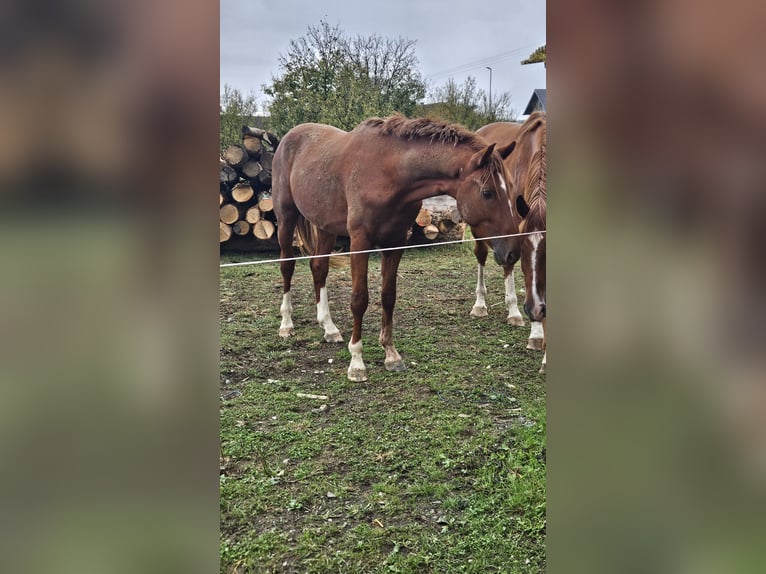 KWPN Hengst 3 Jahre 168 cm Dunkelfuchs in Pleternica