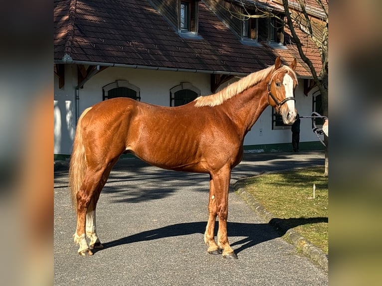 KWPN Hengst 3 Jahre 168 cm Fuchs in Murska Soboda