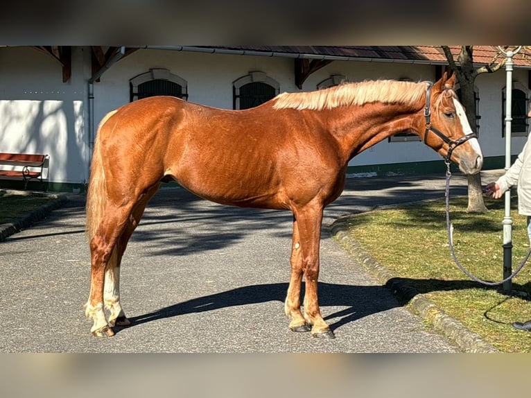 KWPN Hengst 3 Jahre 168 cm Fuchs in Murska Soboda