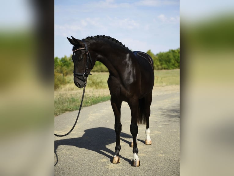 KWPN Hengst 3 Jahre 168 cm Rappe in Kecskemét