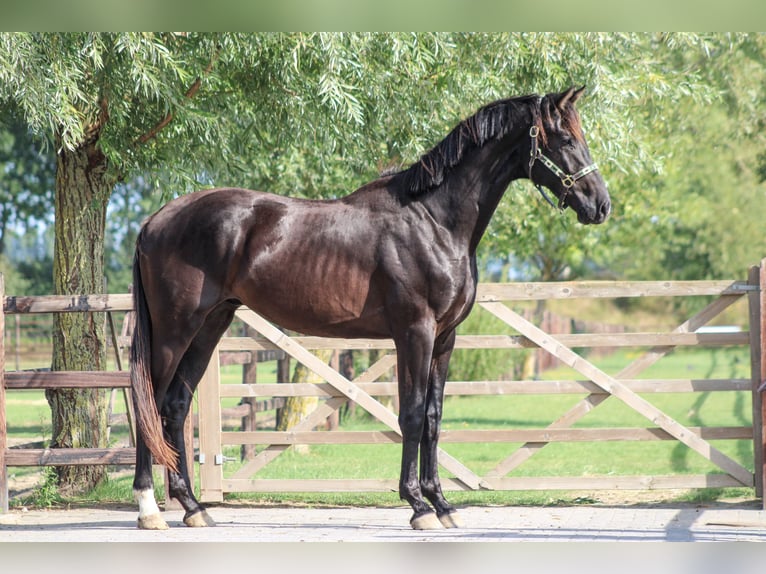 KWPN Hengst 3 Jahre 168 cm Rappe in Ovezande
