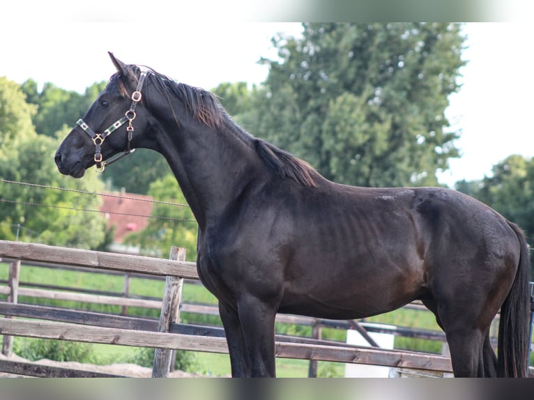 KWPN Hengst 3 Jahre 168 cm Rappe in Ovezande