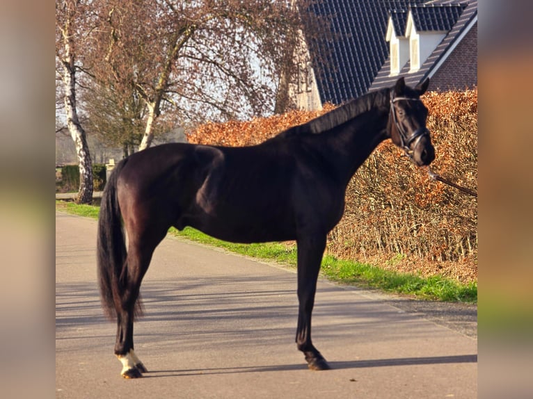 KWPN Hengst 3 Jahre 168 cm Rappe in Someren